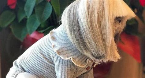 Instapets, da Matilda dei Ferragnez a Audrey di Donatella 